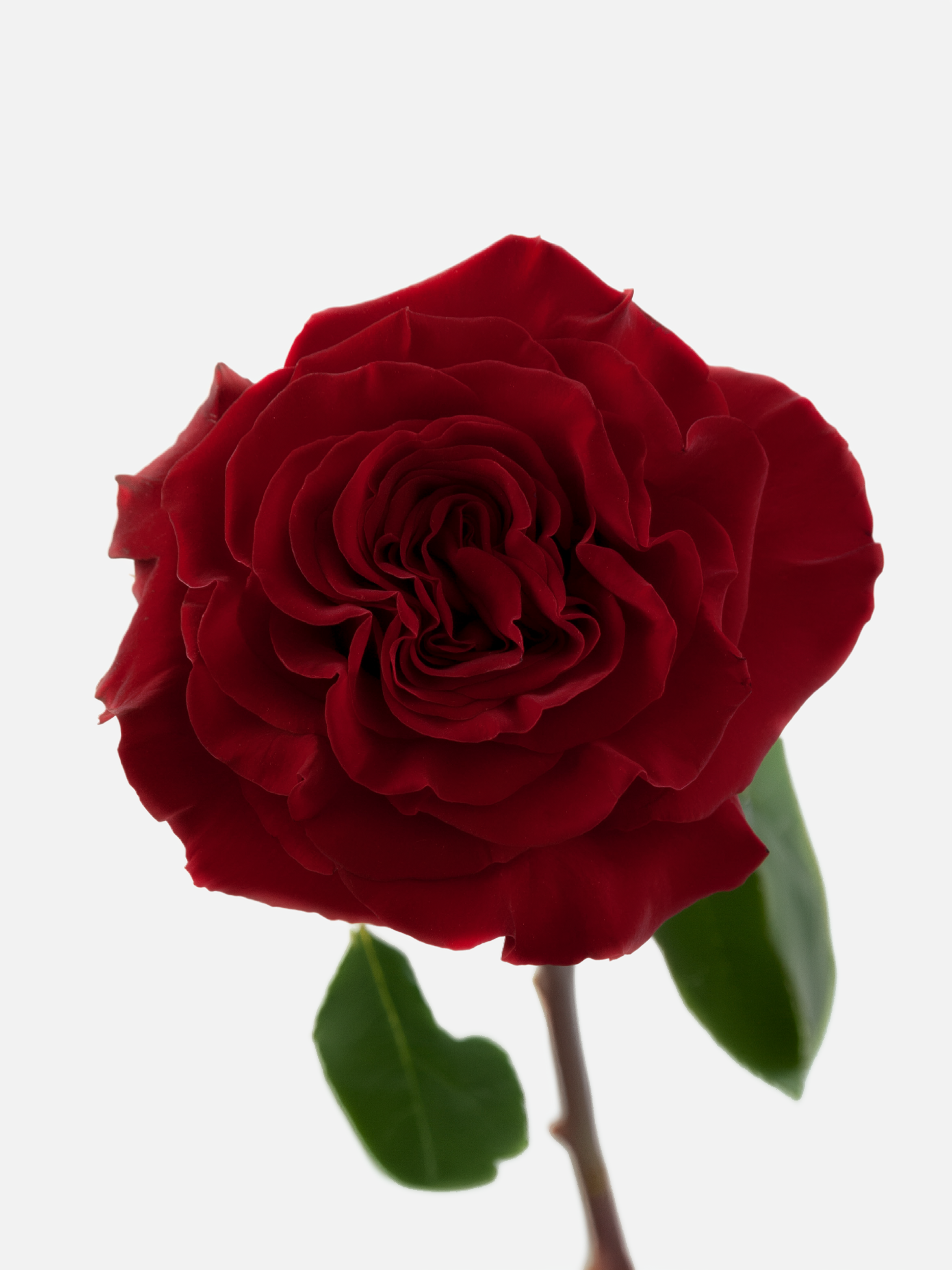 Rosas largas del jardín del corazón
