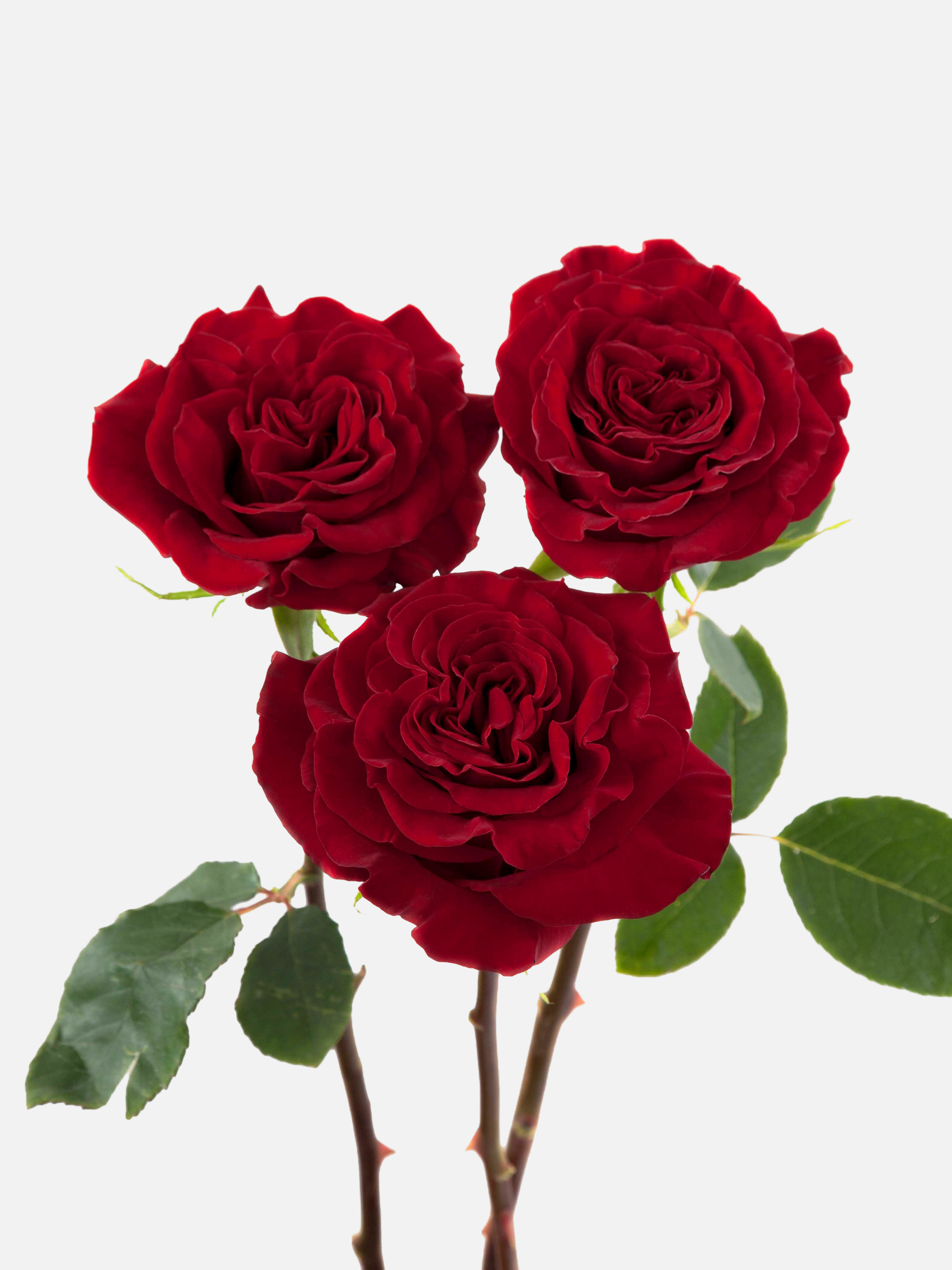 Rosas largas del jardín del corazón