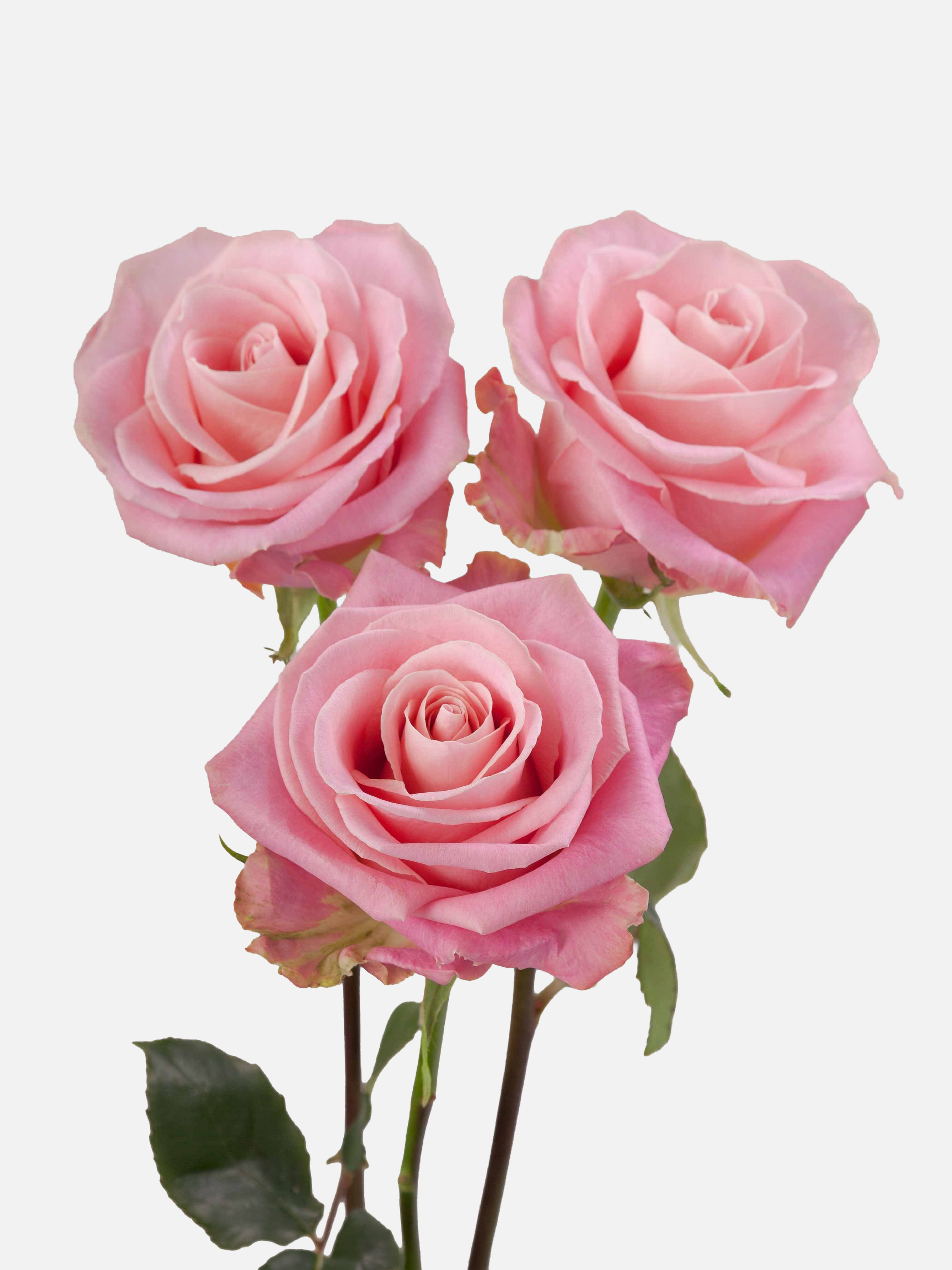 Hermosa Roses Short