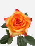 Rosas bicolor amarillo brillante largas