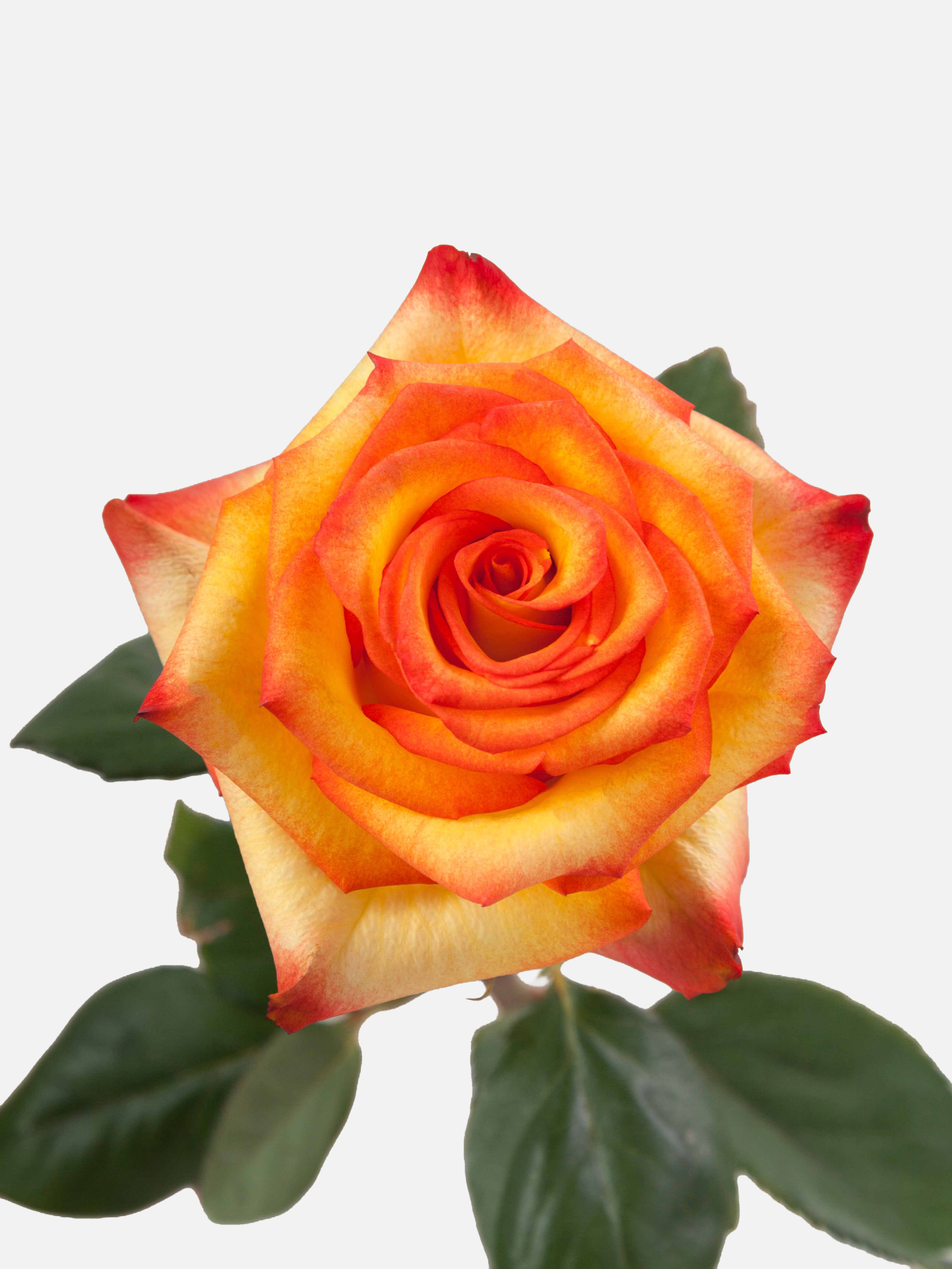 Rosas bicolor amarillo brillante largas