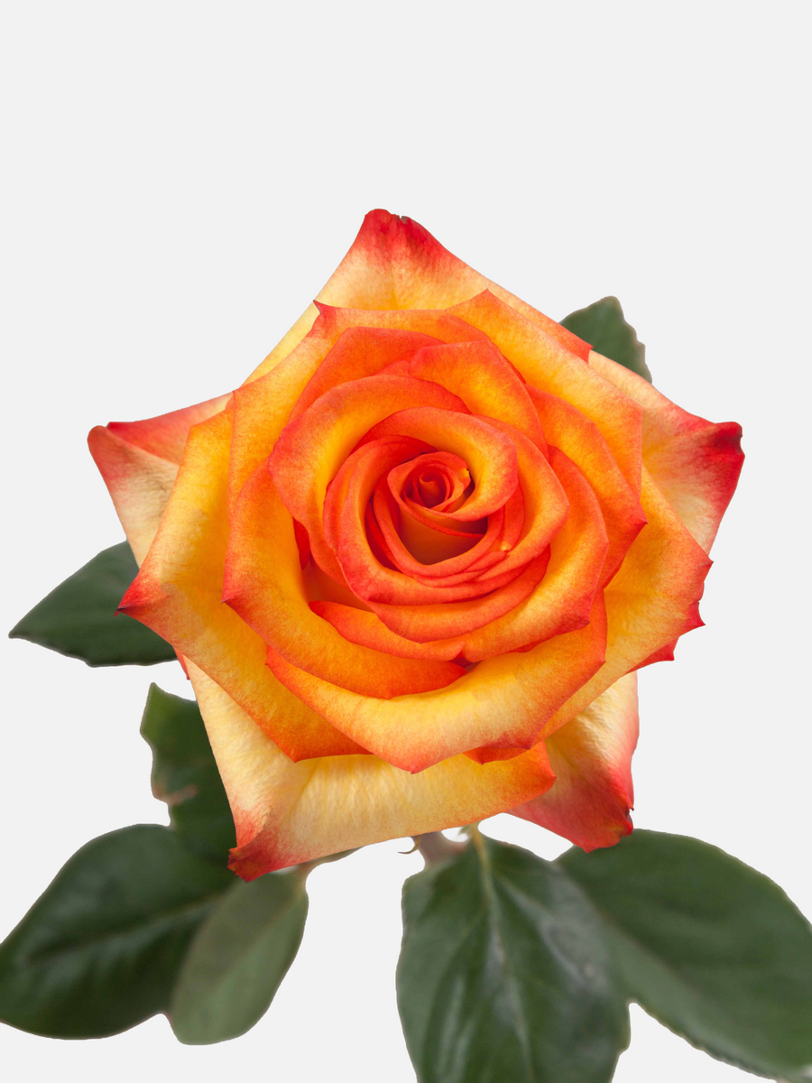 Rosas bicolor amarillo brillante largas