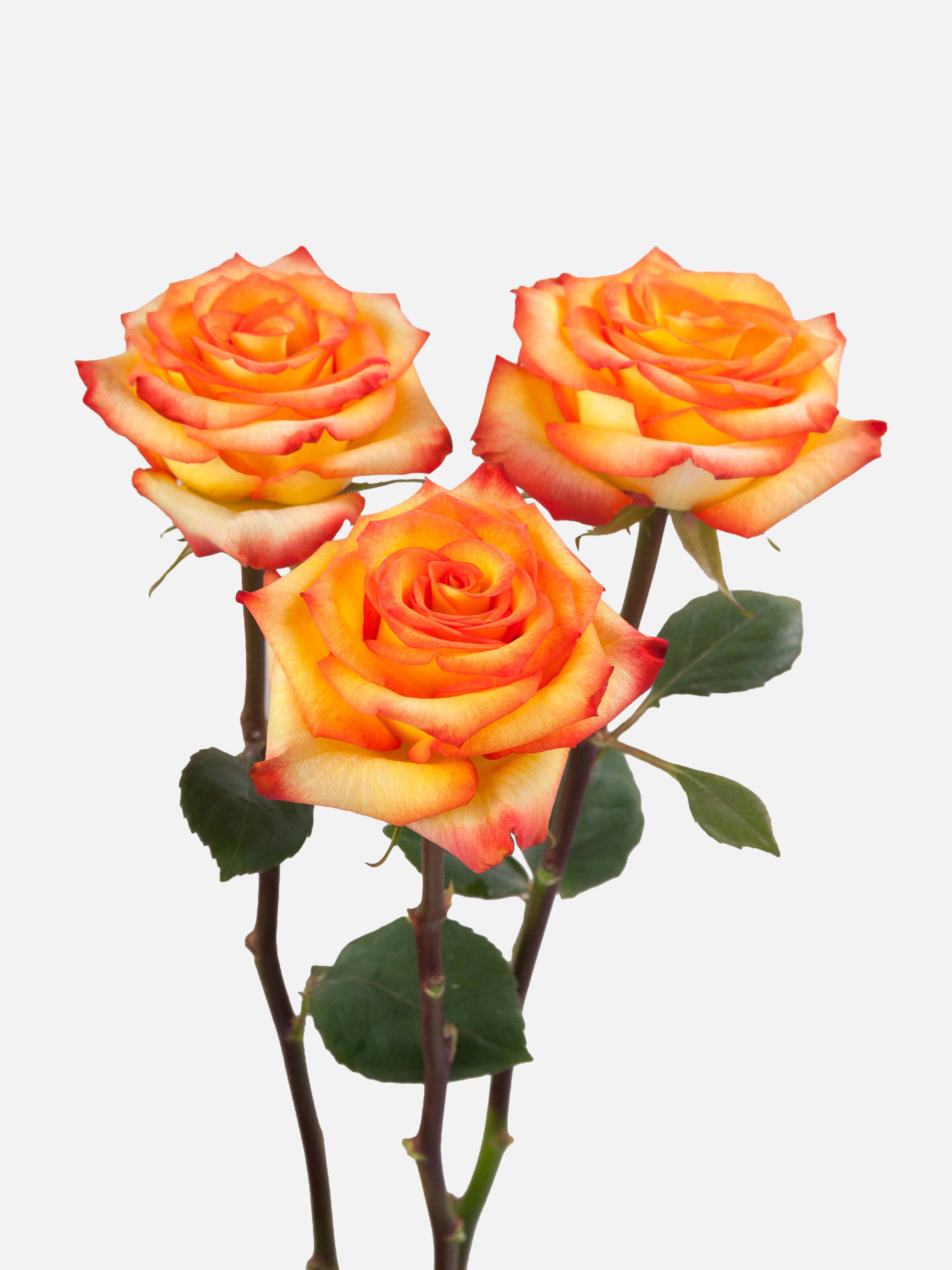 Rosas bicolor amarillo brillante largas