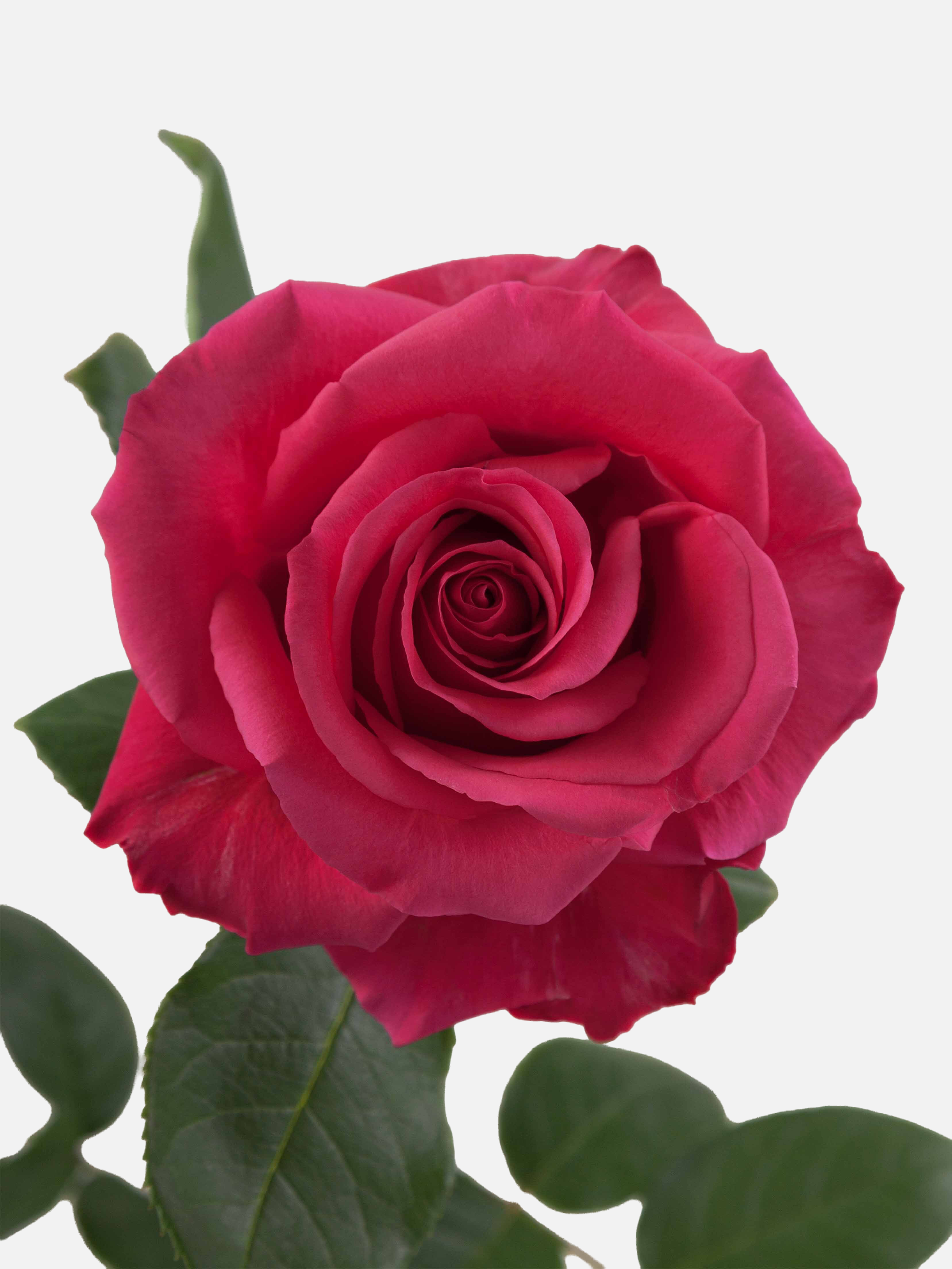 Hotspot Rosas Rosa Fuerte Larga
