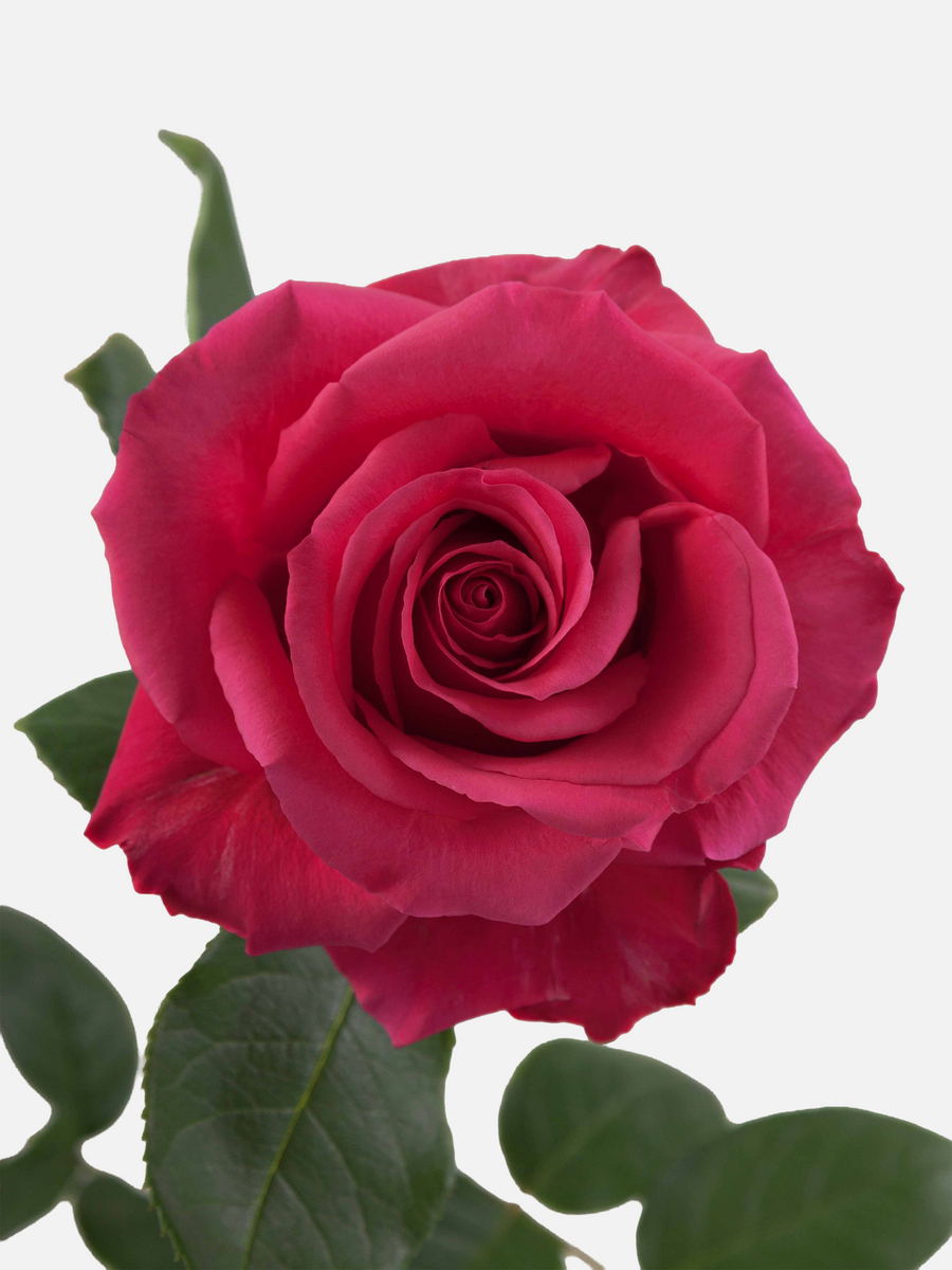 Hotspot Rosas Rosa Fuerte Larga