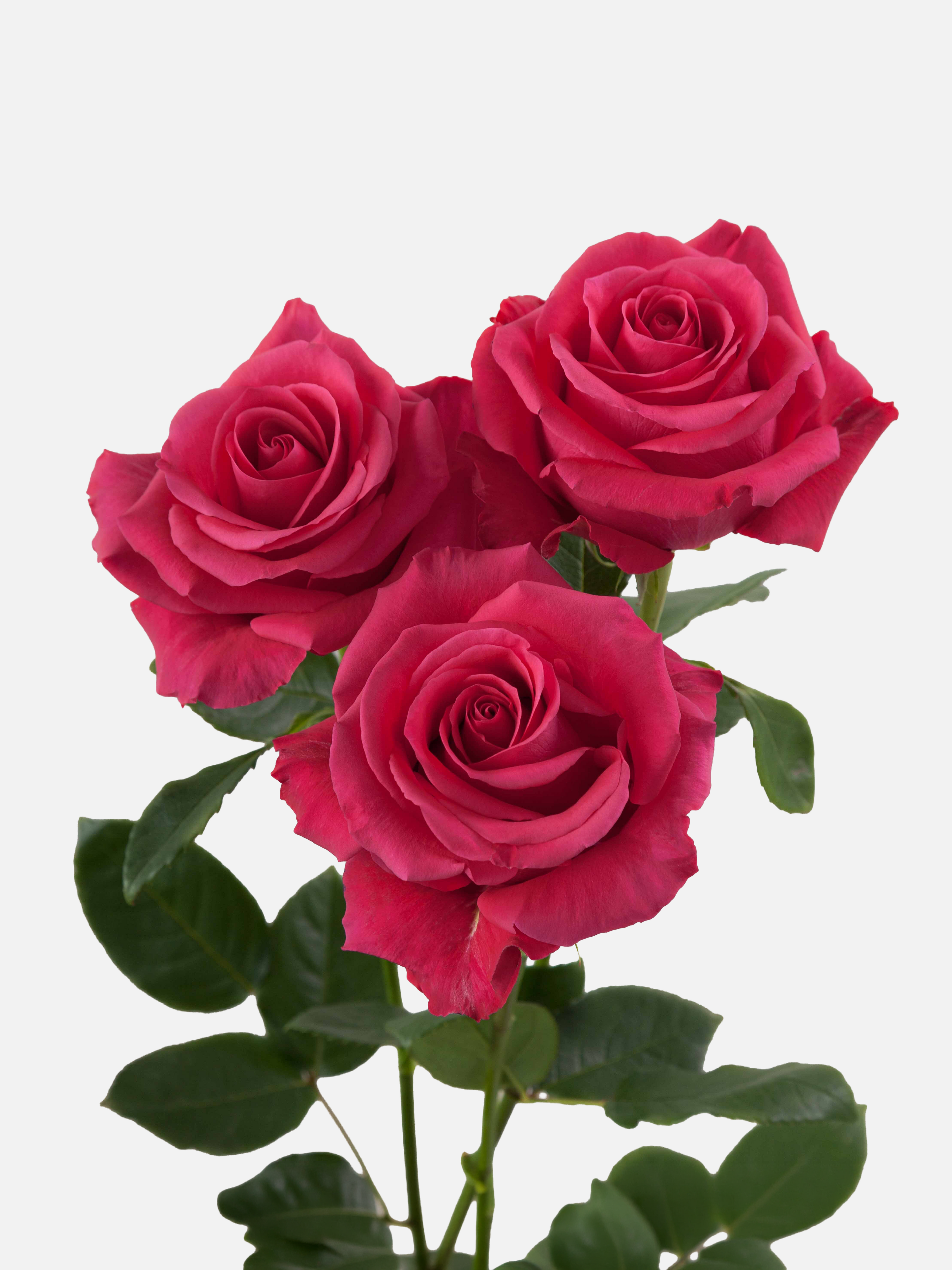 Hotspot Rosas Rosa Fuerte Larga