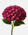 Hydrangea Burgundy Tinted