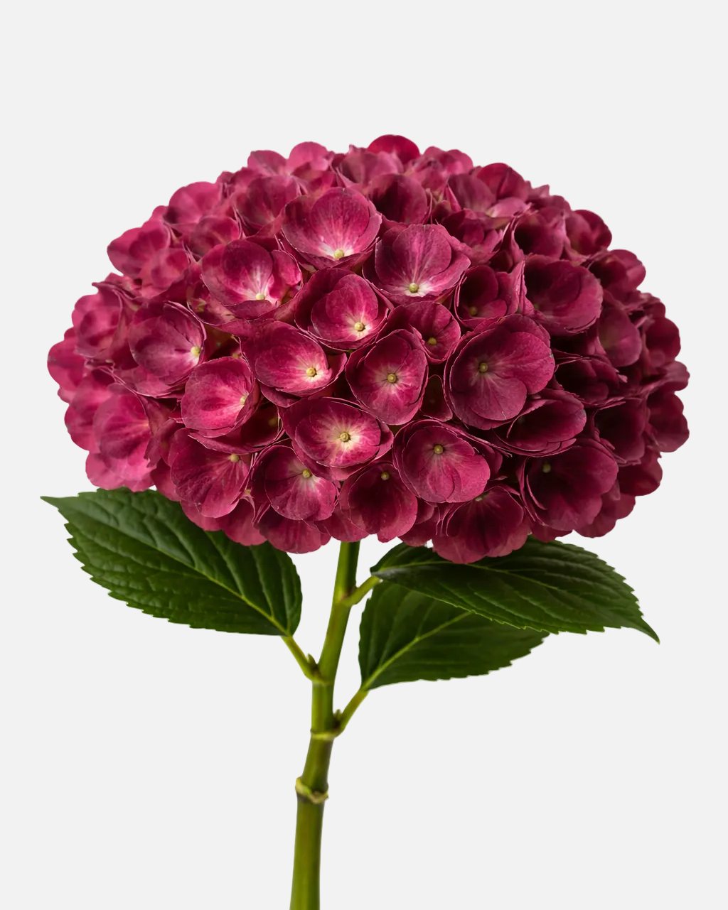 Hydrangea Burgundy Tinted