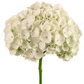 Hydrangea White