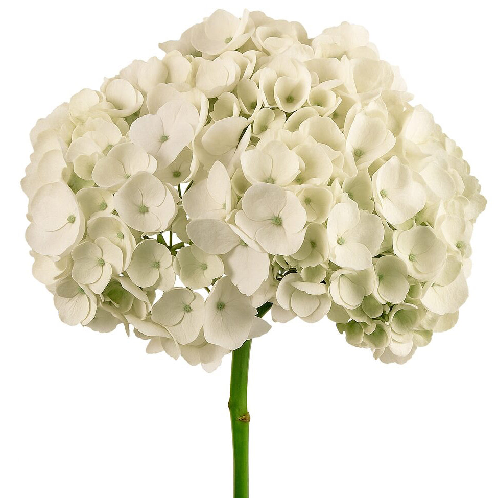 Hydrangea White