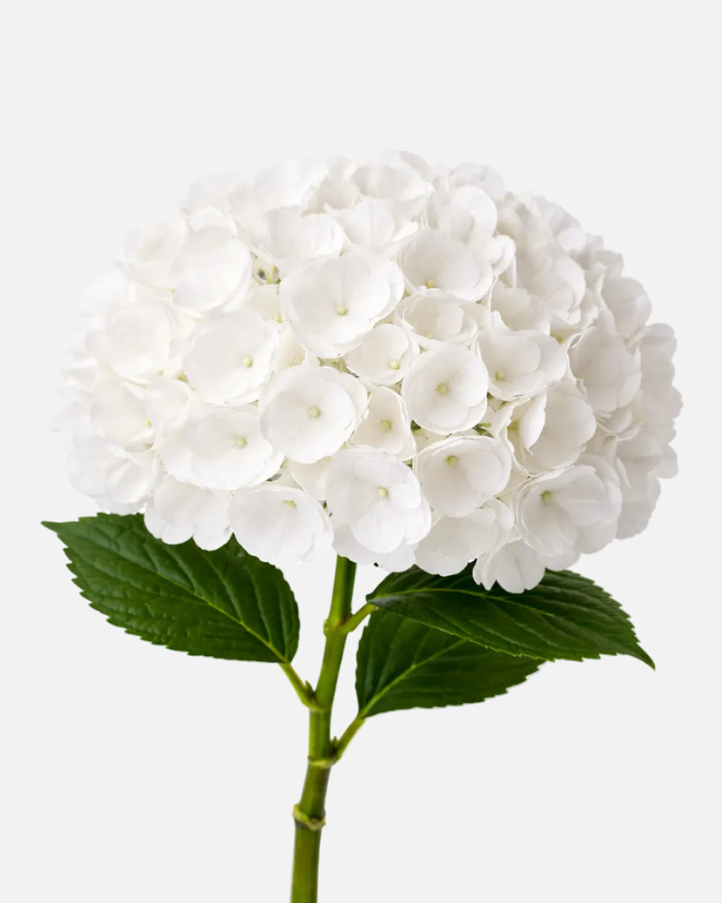 Hydrangea White Premium
