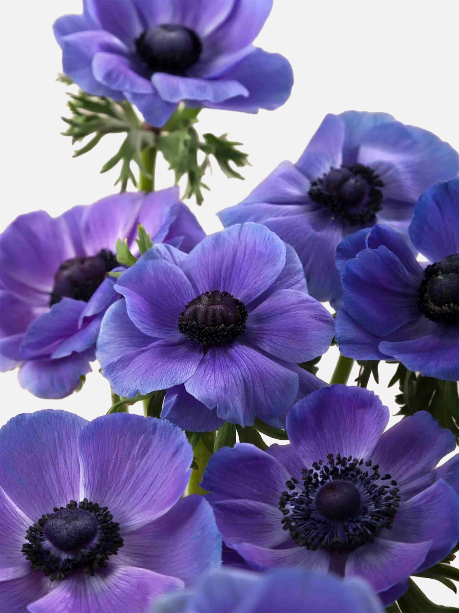 Anemone Purple