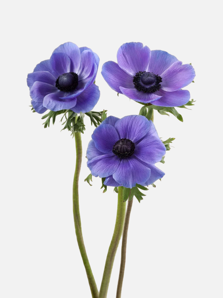 Anemone Purple