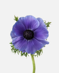 Anemone Purple