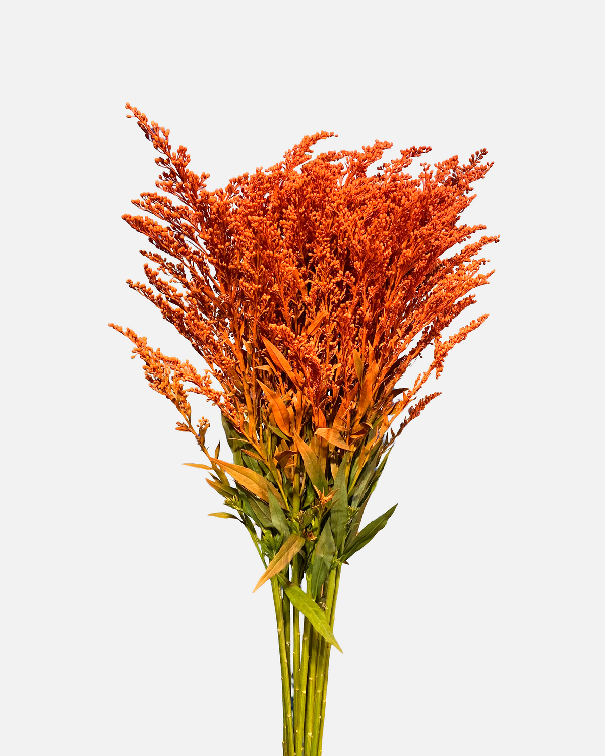 Solidago Orange