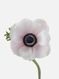 Anemone Light Pink