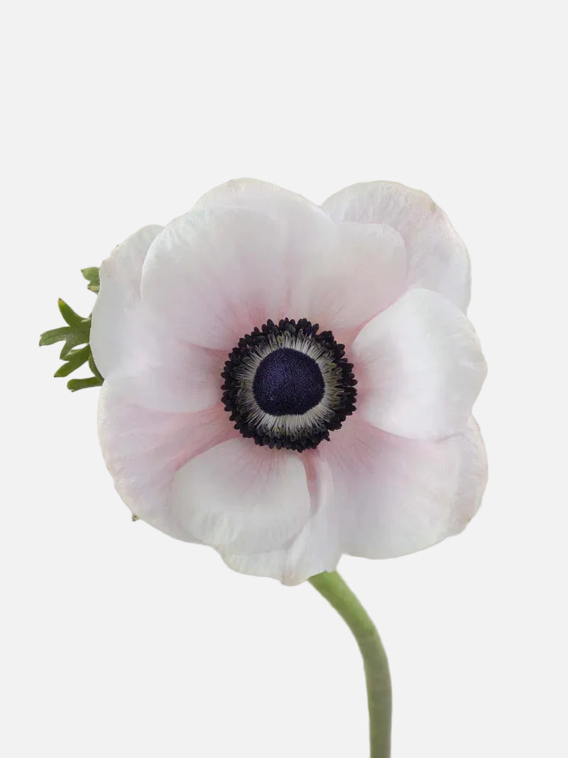 Anémona rosa claro