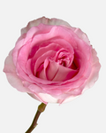 Mandala Roses Pink Long