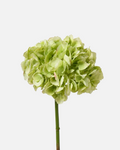Hydrangea Lime Green