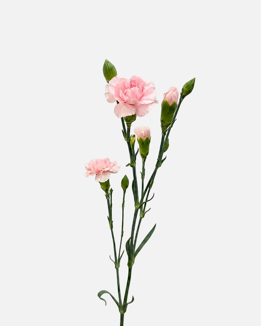Mini Claveles Rosas