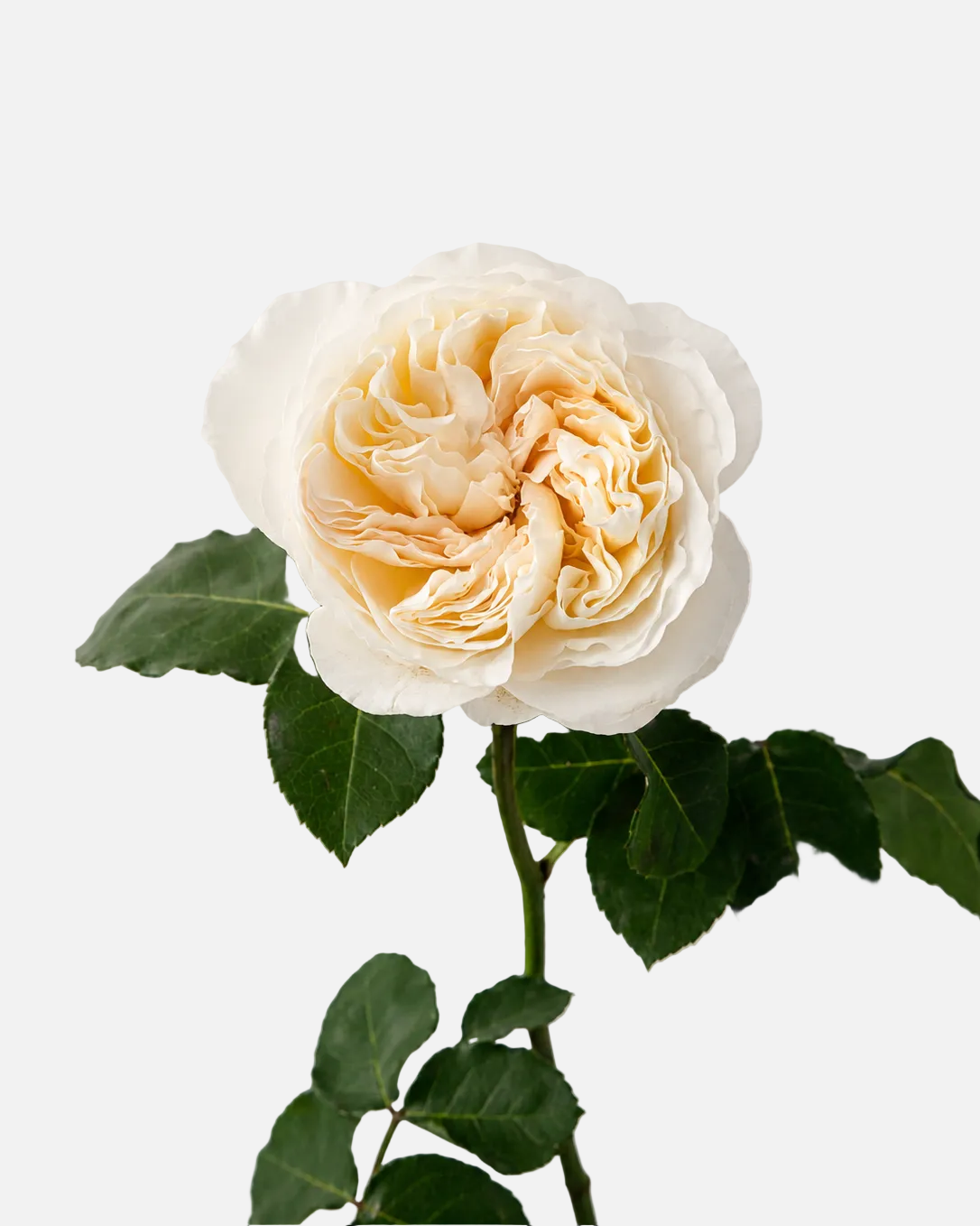 Vicky Garden Rose Long