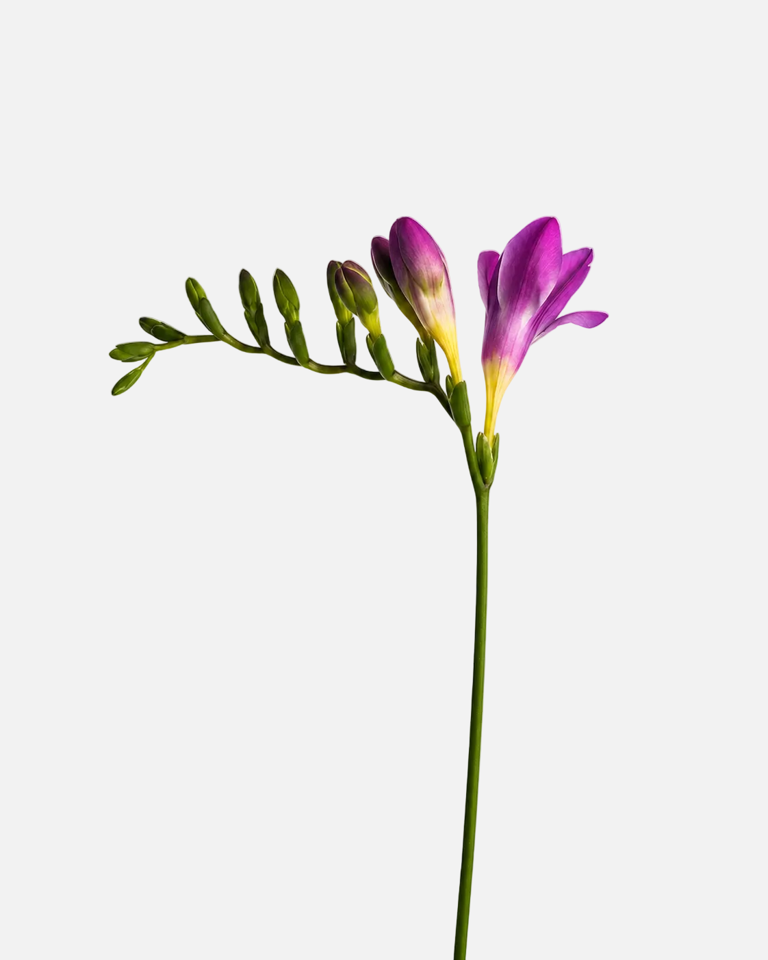 Freesia Purple