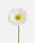 Poppies Extra White