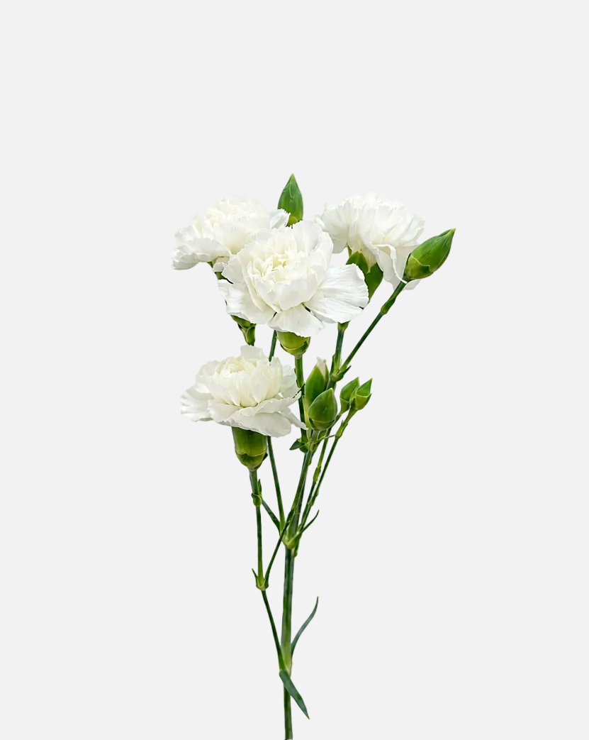 Mini Claveles Blancos