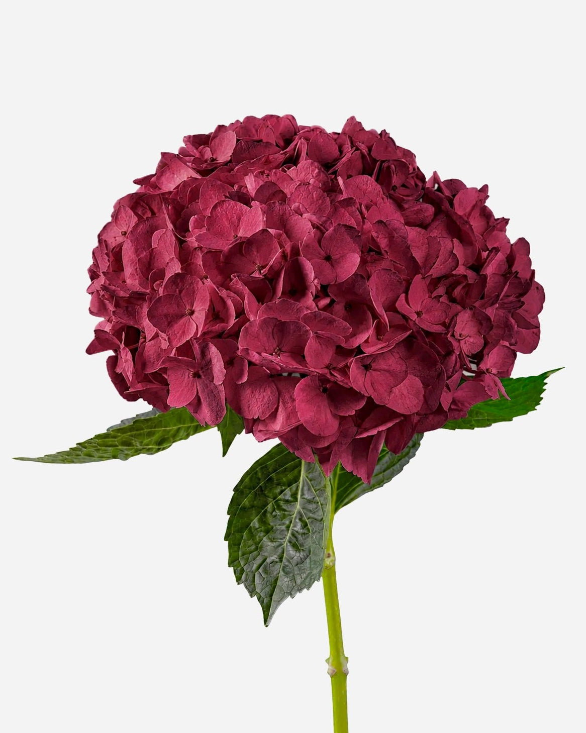 Hydrangea Burgundy Tinted