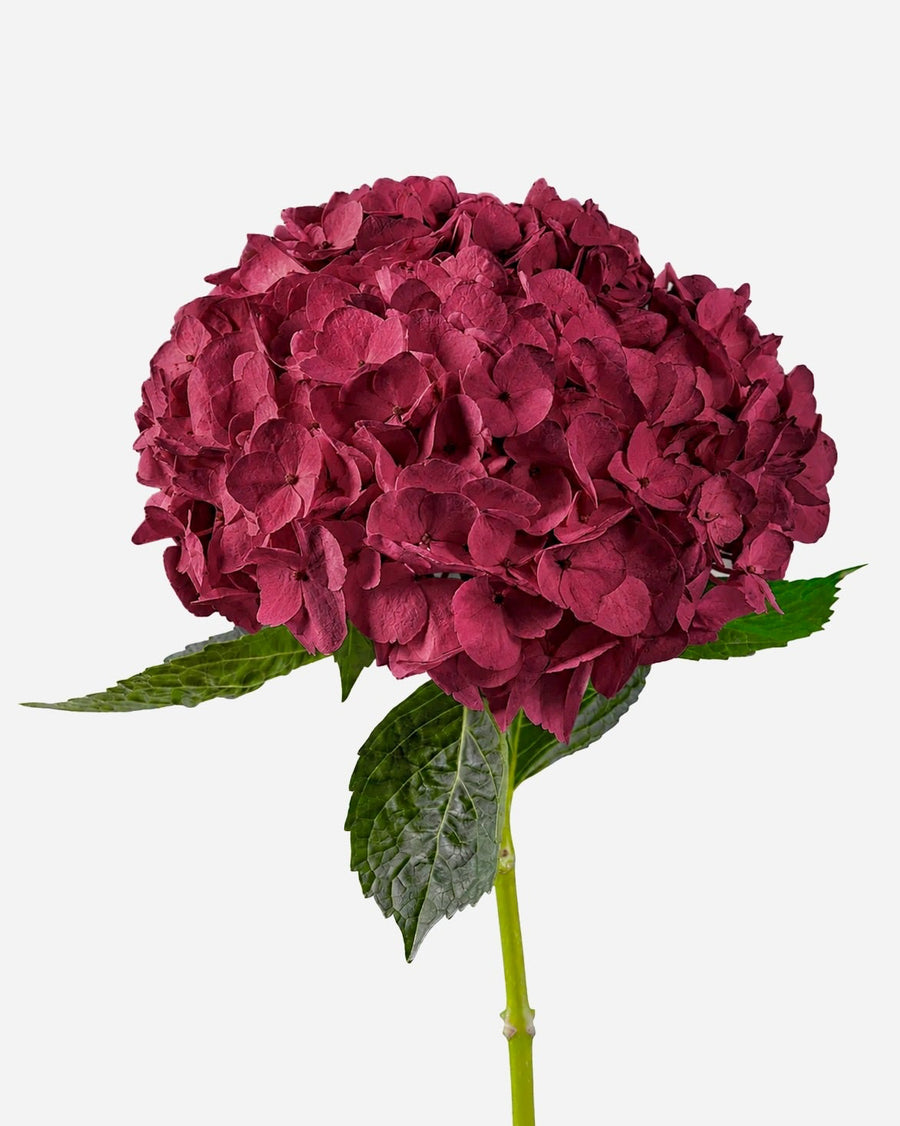 Hortensia burdeos
