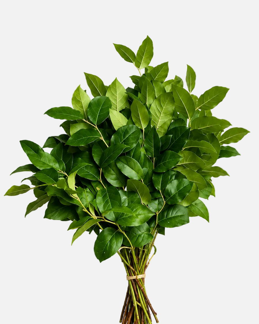 Hoja de Limón