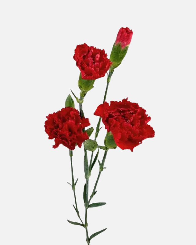 Mini claveles rojos