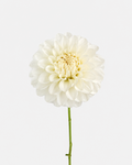 Dahlia White