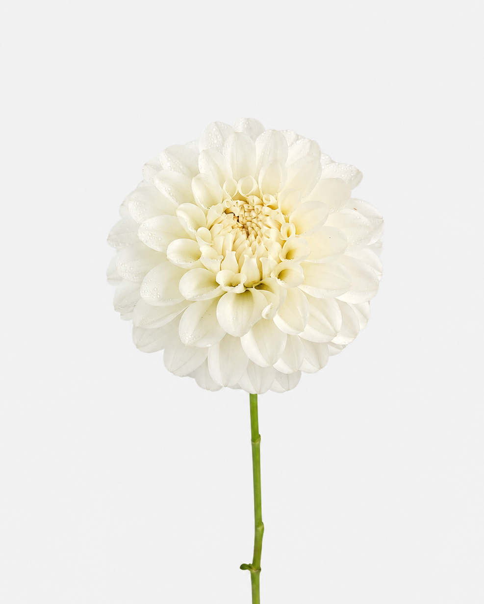 Dahlia White