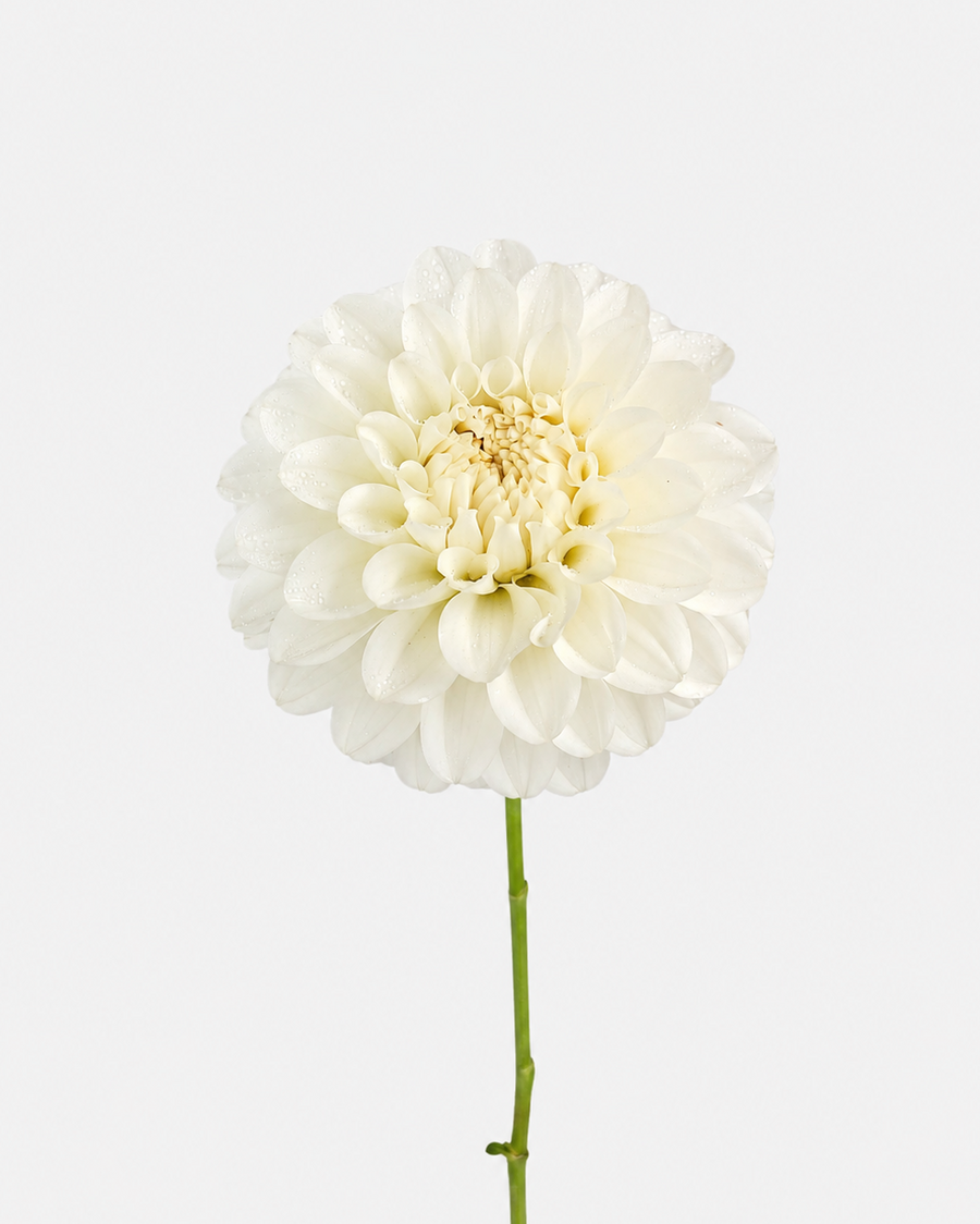 Dahlia White