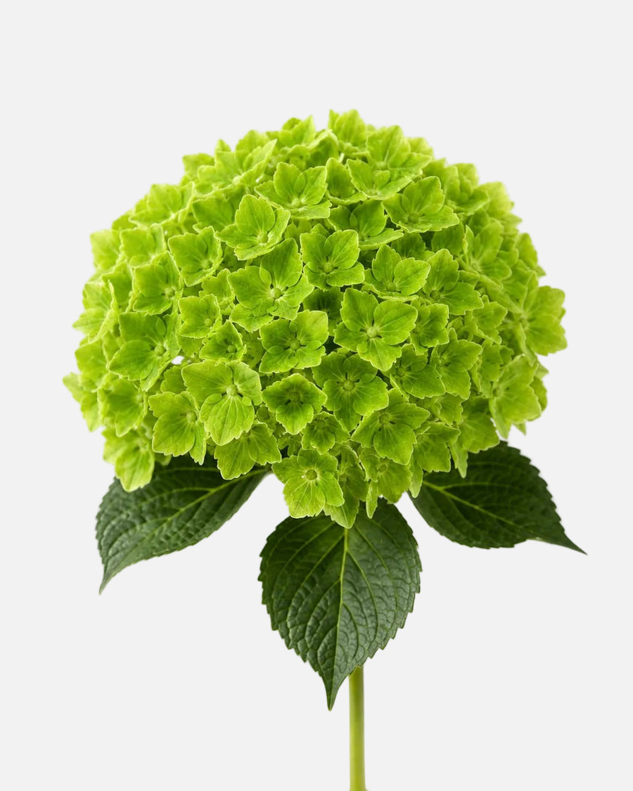 Hortensia Verde Esmeralda