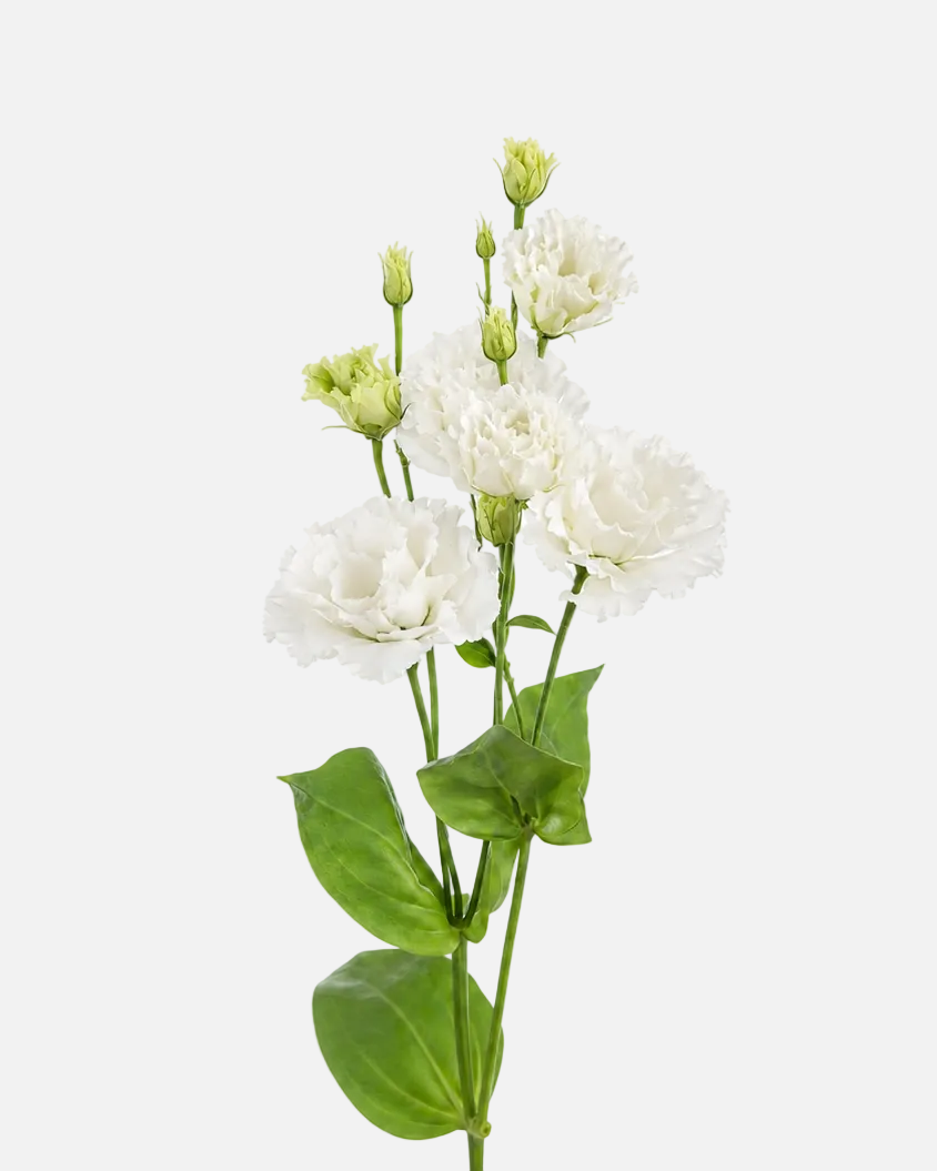 Lisianthus Blanco