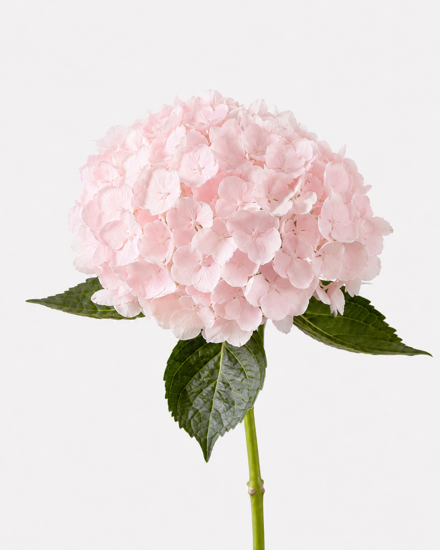 Hortensia Rosa Claro Teñido