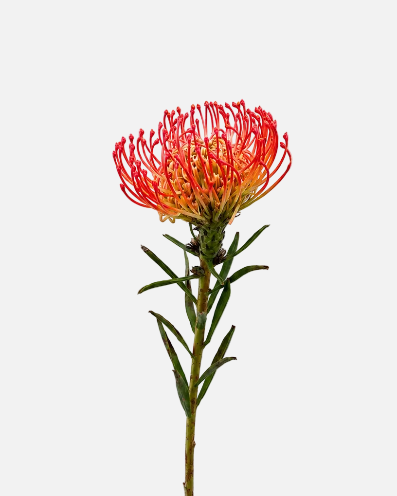 Protea alfilerillo roja