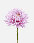 Football Mums Lavender