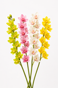 Caja Surtida de Cymbidium