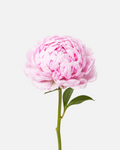 Peonías rosadas