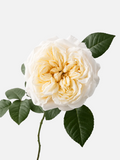 Fatima Garden Rose Short