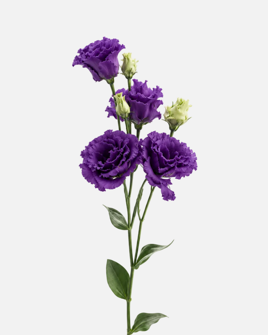 Lisianthus morado