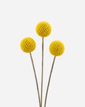 Craspedia Billy Balls Yellow