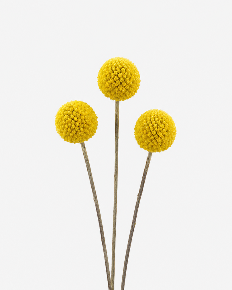 Craspedia Billy Buttons Amarillos