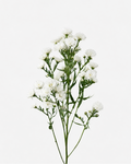 Aster Monte Casino White