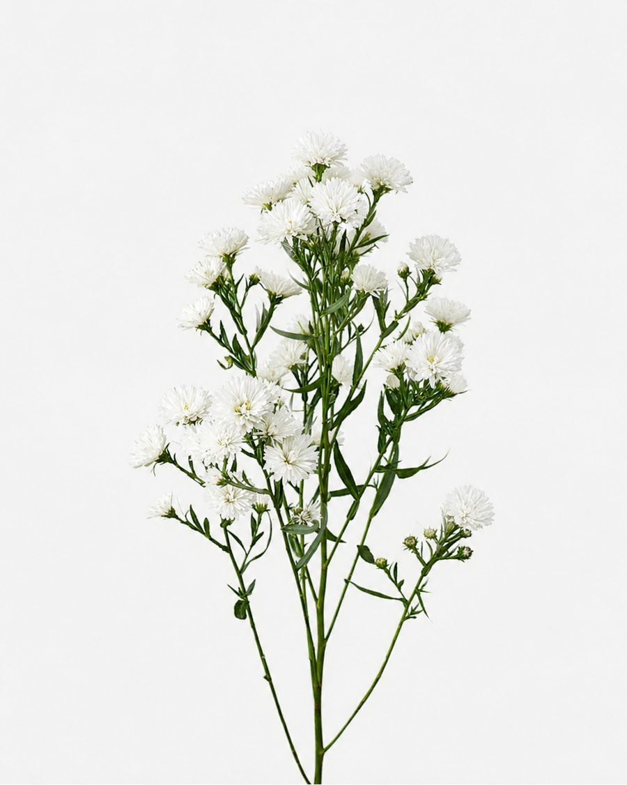 Aster Montecasino Blanca