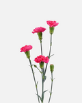 Mini claveles rosa fuerte