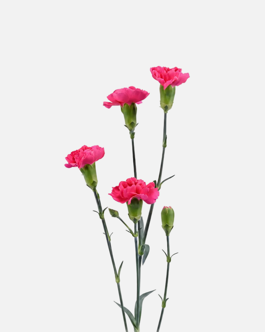 Mini claveles rosa fuerte